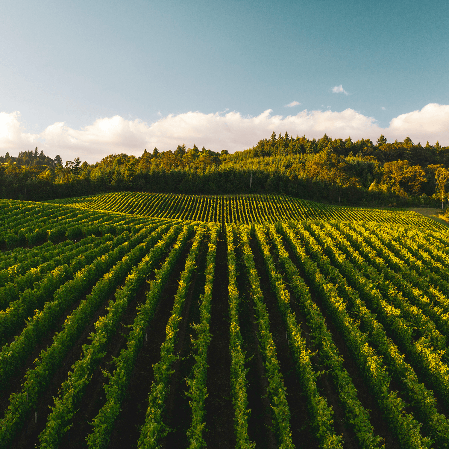 Vignoble Bordeaux